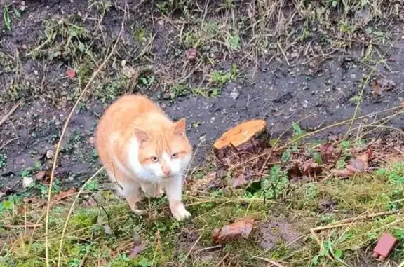Chat trouvé Louviers, photo: Chat roux et blanc errant à Louviers