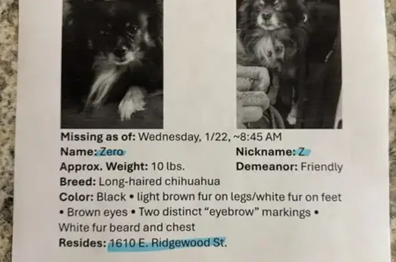 Lost Dog on East Ridgewood St, Orlando