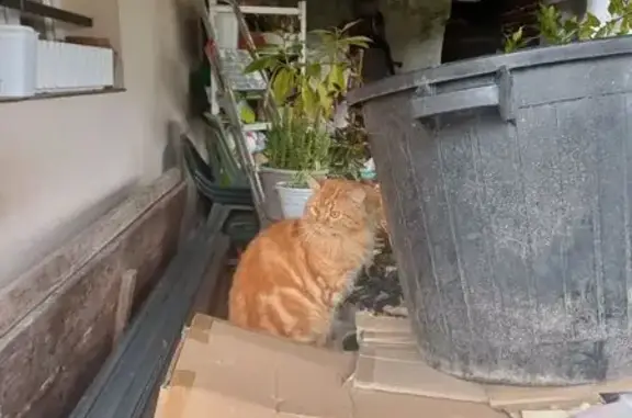Chat trouvé Laruscade, photo: Chaton persan roux trouvé à Laruscade