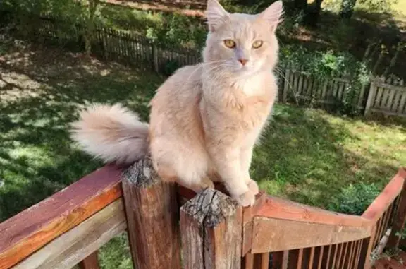 Missing: Friendly Orange Long-Haired Cat