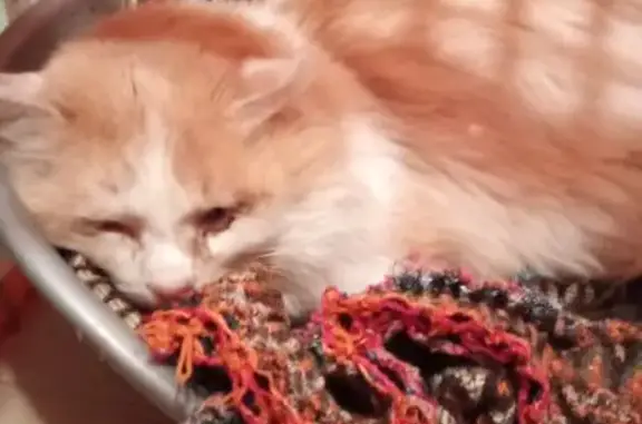 Chat roux et blanc trouvé à St-Beauzire - photo
