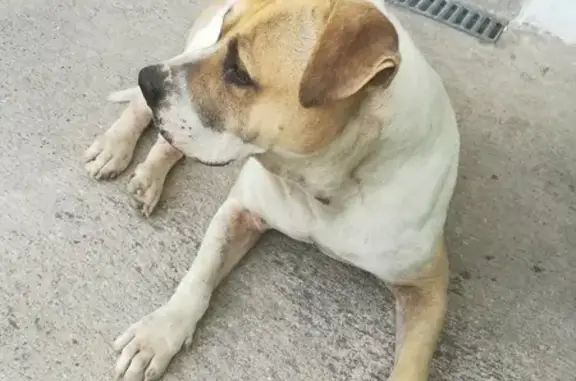 ¡Ayuda! Perro Tayron perdido en Fuente Vaqueros