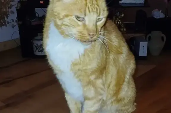 Chat tigré roux perdu à Nézignan-l'Évêque - photo