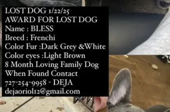 Lost Frenchie: Grey/White, Brown Eyes, NY