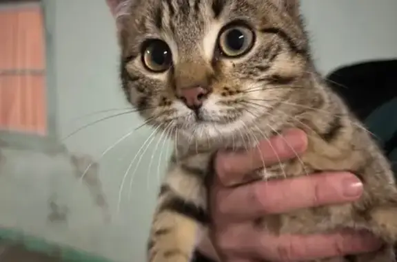 Chaton femelle trouvé à Neuvy-Grandchamp - photo