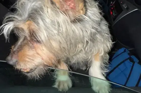 Perro Mayor Encontrado en Torrevieja