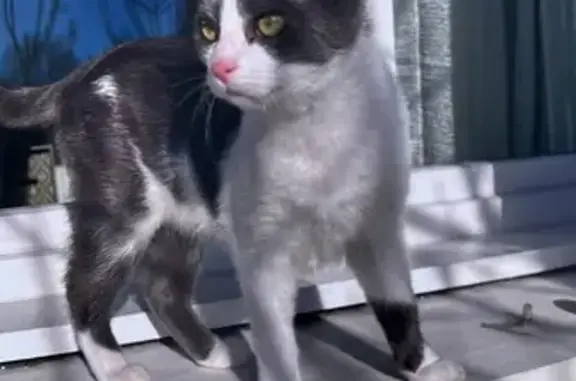 Chat perdu, , photo: Chaton blanc/gris 5 mois perdu Morcenx