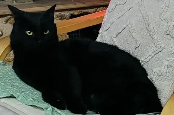 Animaux perdus Houdan, photo: Chat noir européen perdu à Houdan