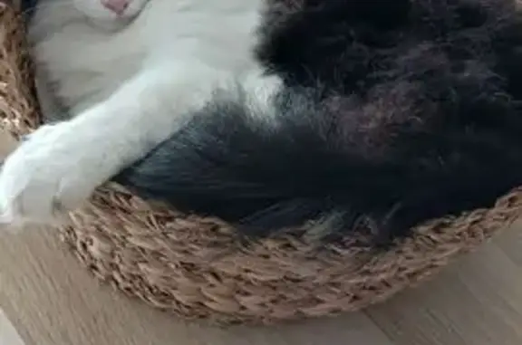 Chat perdu noir et blanc, La Vacherie 13 - photo