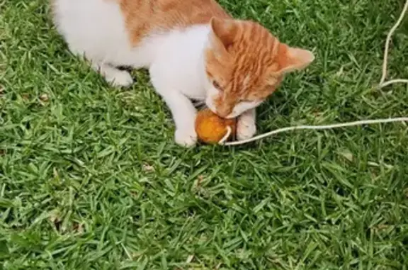 Friendly Tabby Kitten Found on Watson Dr