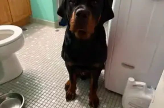 Lost Male Rottweiler: Brandywine Area