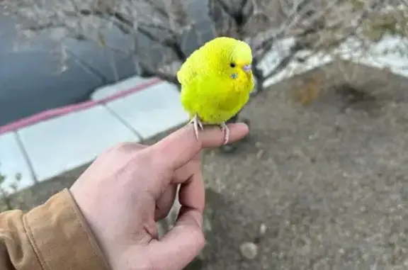 Parakeet Found at Milan Apartm...