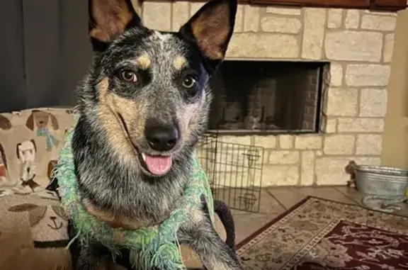 Lost Blue Heeler in Corpus Chr...