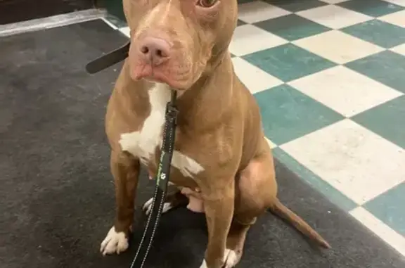 Found: Female Brown Pit Bull in Chicago