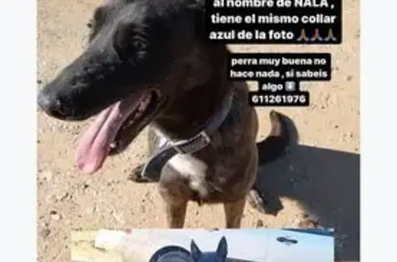 Perra perdida en Mairena: Nala, 3 años