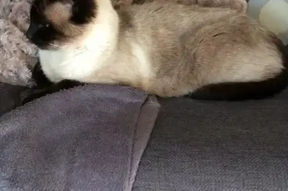Chat perdu, Plumergat, photo: Chat siamois 17 ans disparu à Plumergat