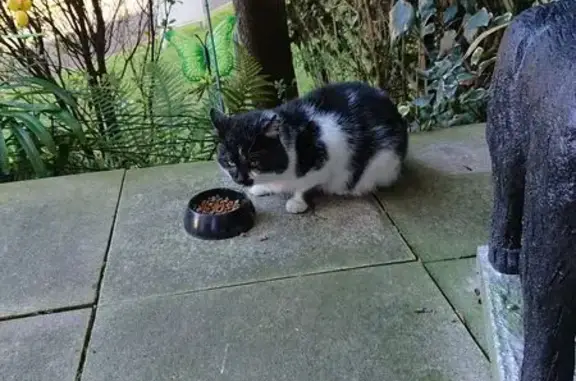 Chat trouvé Royan, photo: Chat mâle noir et blanc trouvé à Royan