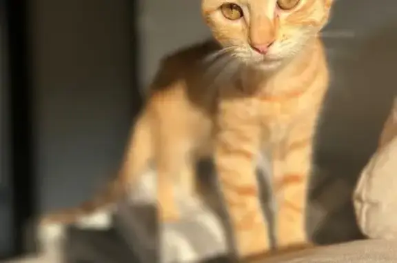 Animaux perdus , photo: Chat roux disparu à Les Étangs