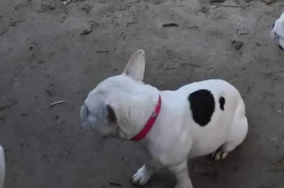 Chien perdu Alès, photo : Bouledogue français blanc perdu à Alès