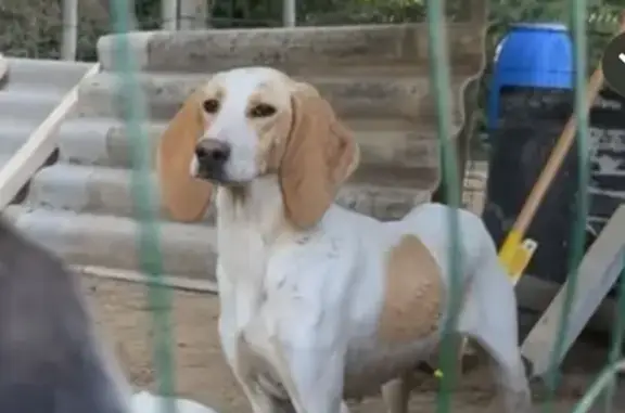 Chien perdu , photo : Chien perdu à Siran, Avenue du Château