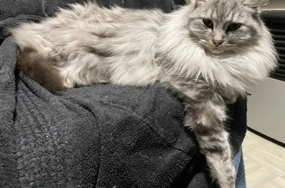Animaux perdus , photo: Chatte grise tigrée disparue à Aumale