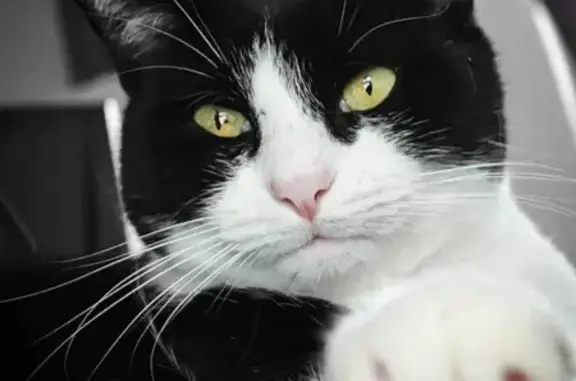 Animaux perdus Corbeil-Essonnes, photo: Chat noir et blanc perdu à Corbeil-Essonnes