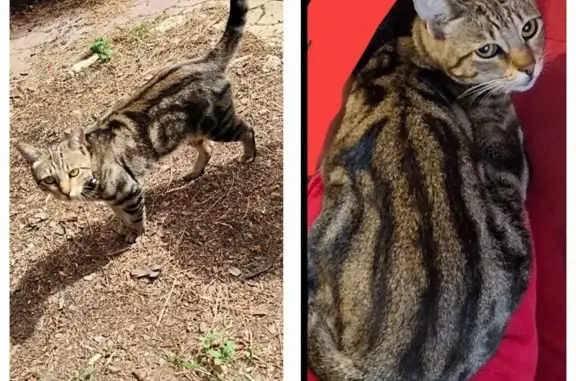 Chat 
