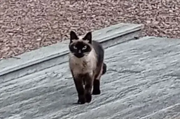 Chat trouvé Hadol, photo: Siamois errant maigre trouvé à Hadol
