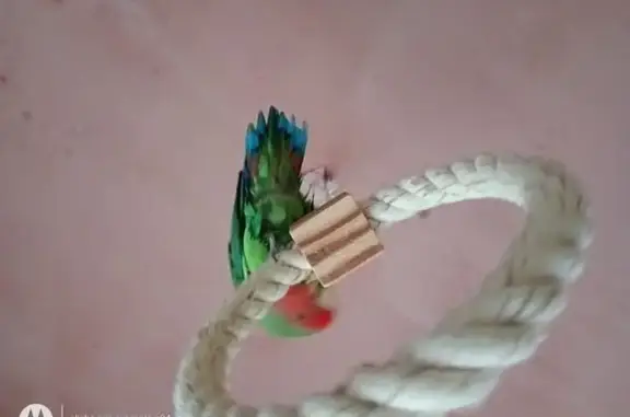 Animaux perdus Yébleron, photo: Inseparable perdu à Yébleron, HLM Bosquets