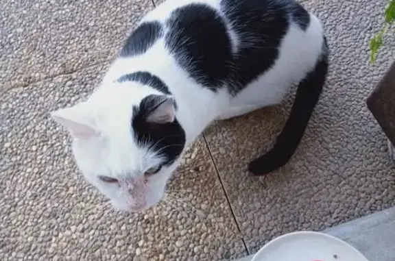 Chatte européenne craintive trouvée à Beaumont - photo