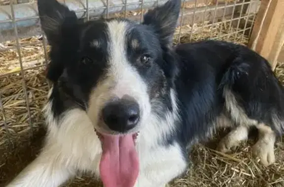 Chien perdu Cadenet, photo : Chien perdu à Cadenet : Border Collie