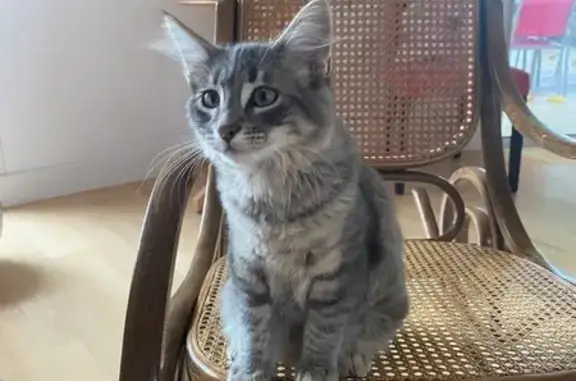 Jeune chat gris rayé perdu à Montayral - photo
