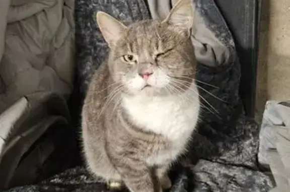 Animaux trouvés , photo: Chat gris-blanc trouvé à Brest, câlin et en forme