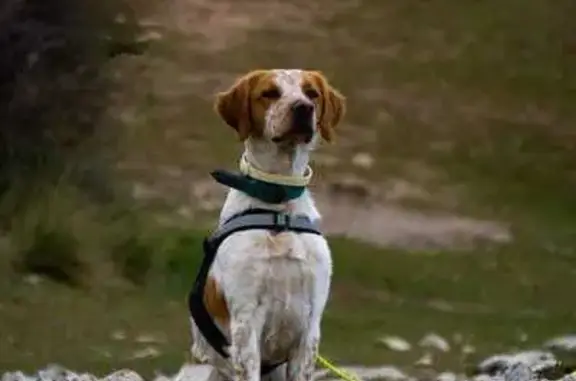 Perro Bretón Perdido: Mango en Almonacid