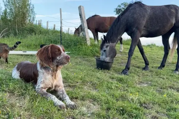Springer marron & blanc perdu à Leulinghen - photo