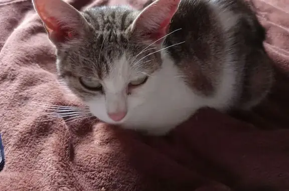 Chat trouvé, affectueux et en bonne santé - photo