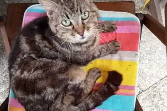 Chat trouvé Noaillan, photo: Urgence : Cherche Foyer pour Chatte 9 ans