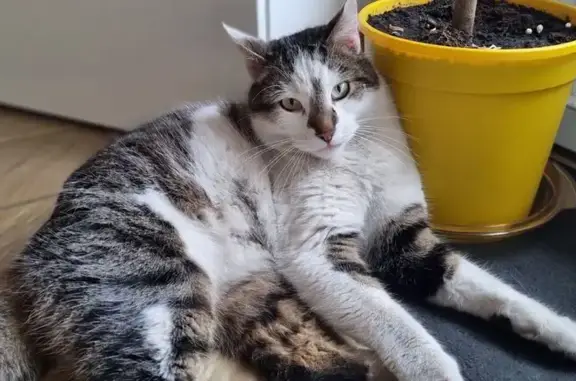 Chat perdu, , photo: Chat européen mâle perdu à Grauves