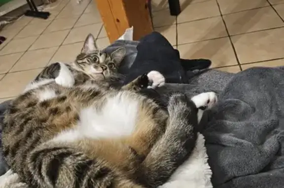 Animaux perdus , photo: Chat perdu à Saint-Polgues, Auvergne