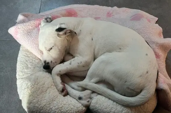 Chien perdu , photo : Chien Dogue argentin perdu à Oslo