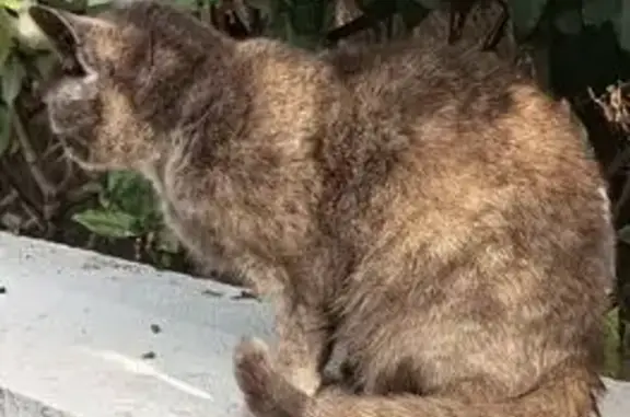 Chat trouvé Meschers-sur-Gironde, photo: Chatte trouvée, tatouée, stérilisée, Meschers