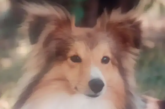 Chien Kyller 3 ans perdu à Ambarès - photo