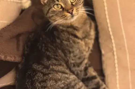 Chatte tigrée disparue à Metz - photo