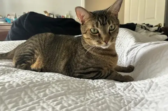 Lost Male Tabby: Quince Lane,...