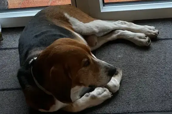 Chien trouvé Besse-sur-Issole, photo: Chien trouvé Impasse de Fontbelle, Besse