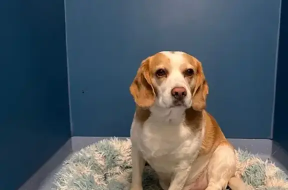 Beagle lemon 7 ans trouvé à St-Laurent-du-Var - photo