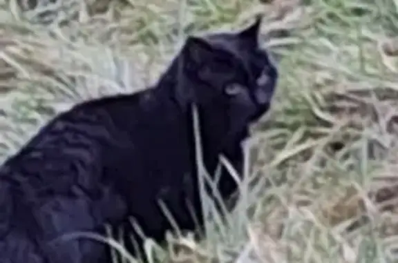 Chat trouvé Bohas-Meyriat-Rignat, photo: Chat mâle trouvé, sociable à Bohas