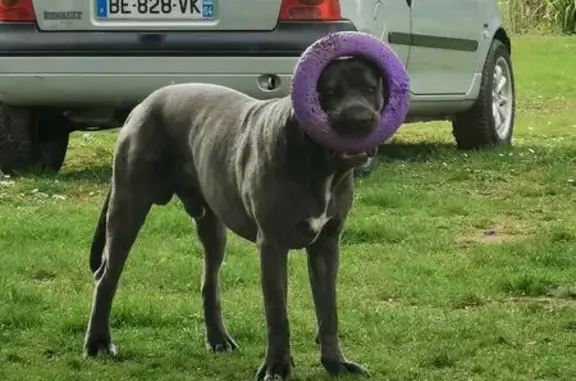 Chien perdu Château-Landon, photo : Chien disparu : Cane Corso bleu, Tyrex, blessé