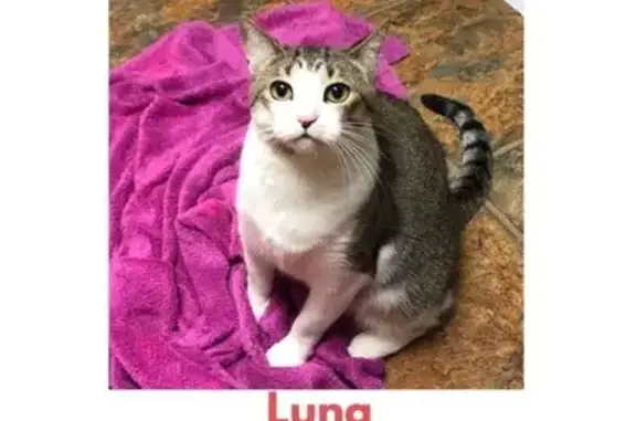 Anxious Cat Missing on Munson...