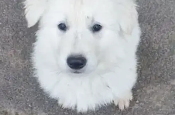 Chien perdu , photo : Chiots Berger Blanc suisse disparus à Gesté